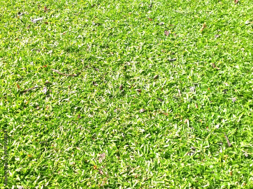 the beautiful grass field the beautiful grass field