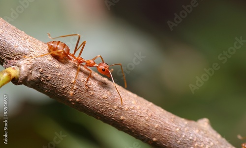 brown ant © meikesen