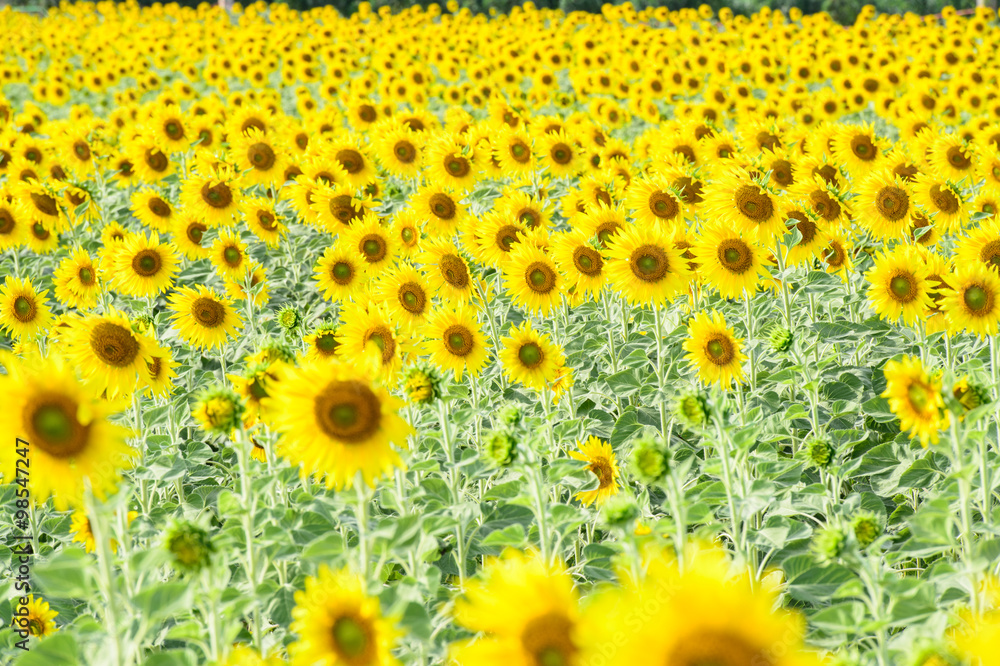 field of blooming sunflowers field of blooming sunflowers