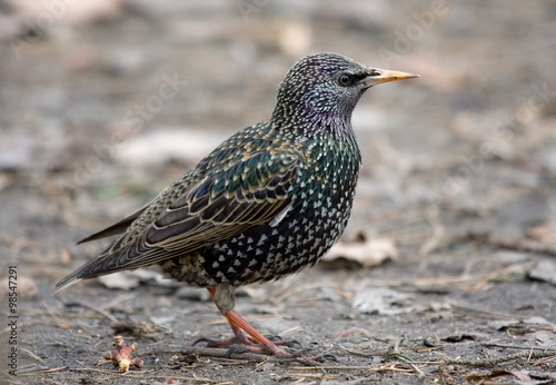 European Starling in early spring