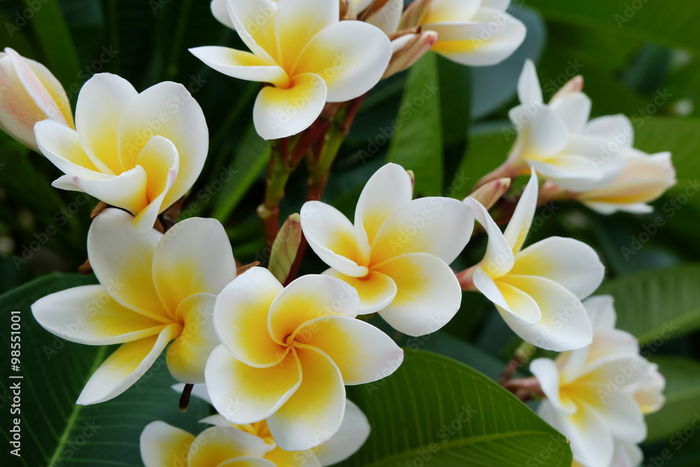Fototapeta premium white frangipani tropical flower, plumeria flower fresh blooming