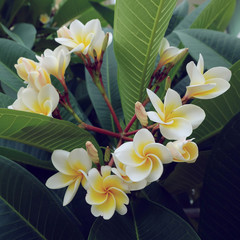 Keuken achterwand Frangipani Verse witte frangipani bloesem  © sutichak