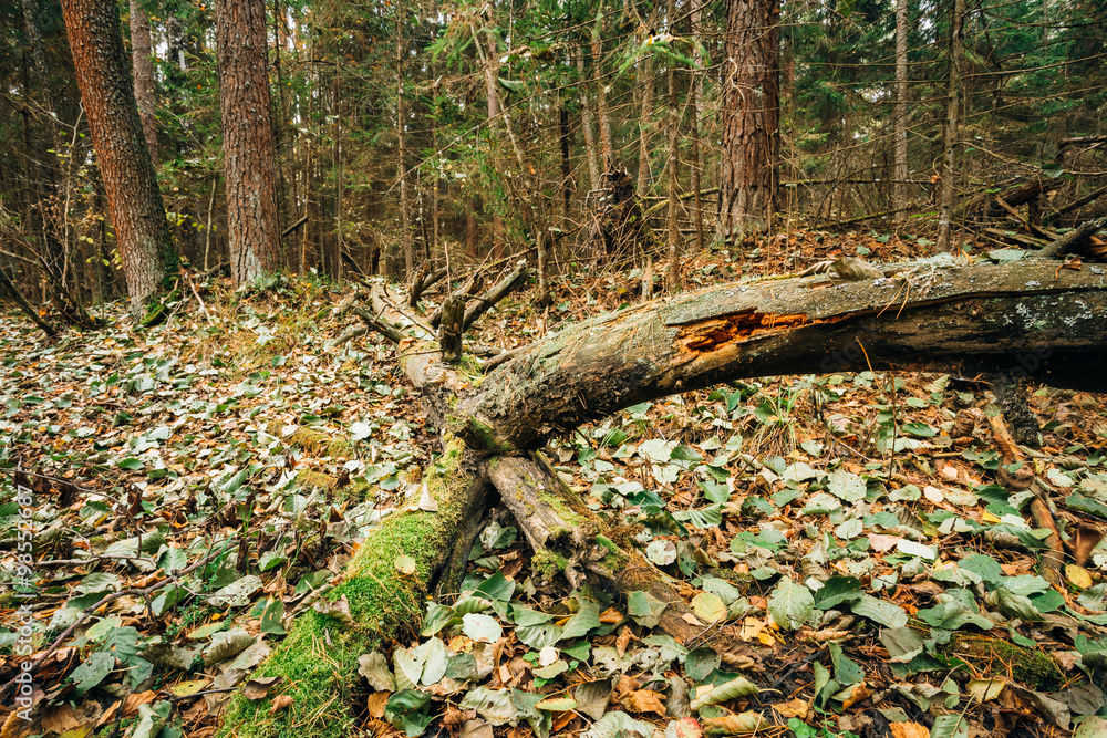 Wild autumn forest. Fallen trees in coniferous forest reserve Wild autumn forest. Fallen trees in coniferous forest reserve