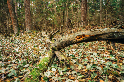 Wild autumn forest. Fallen trees in coniferous forest reserve