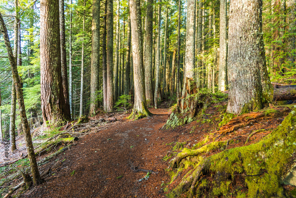 Obraz premium scenic view of very big and tall trees in the forest in National park.