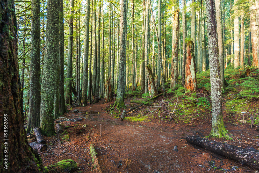 scenic view of very big and tall trees in the forest in National park. scenic view of very big and tall trees in the forest in National park.