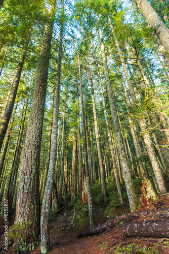 scenic view of very big and tall trees in the forest in National park.