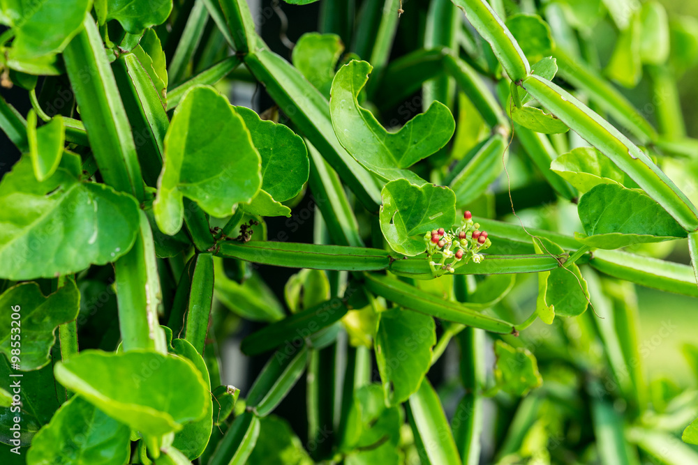 Cissus quadrangularis L. (The plant is a herb used for the treatment of hemorrhoids.) Cissus quadrangularis L. (The plant is a herb used for the treatment of hemorrhoids.)