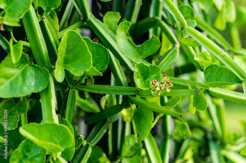 Cissus quadrangularis L. (The plant is a herb used for the treatment of hemorrhoids.) photo