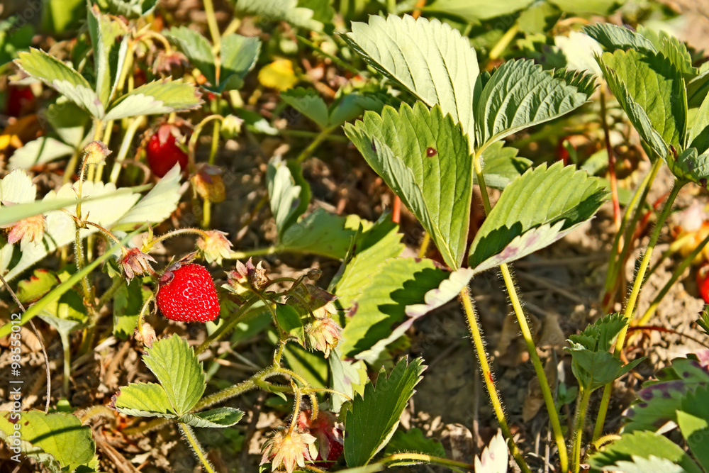 Red ripe strawberry on the garden Red ripe strawberry on the garden