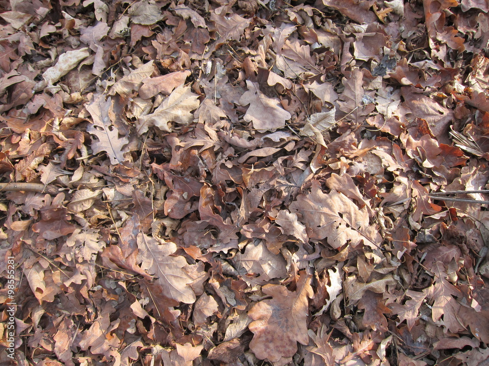 Fallen autumn brown oak leaves Fallen autumn brown oak leaves