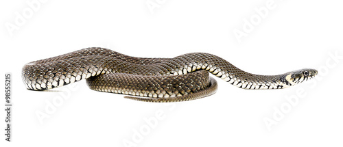 Snake isolated on a white background