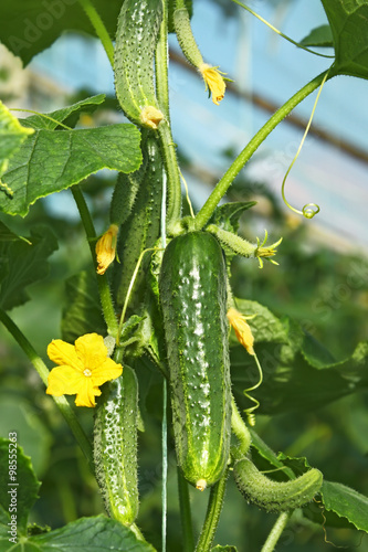 Canvastavla Cucumbers in greenhouse