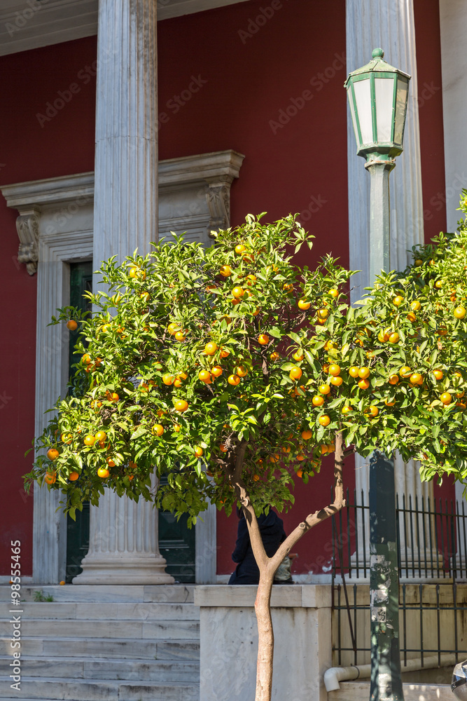 Tangerine tree in the city