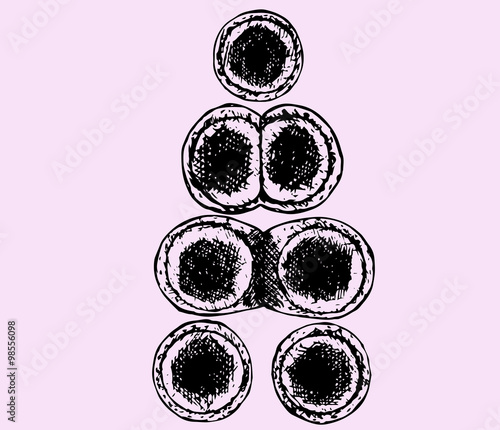 division of cell, hand drawn, doodle style