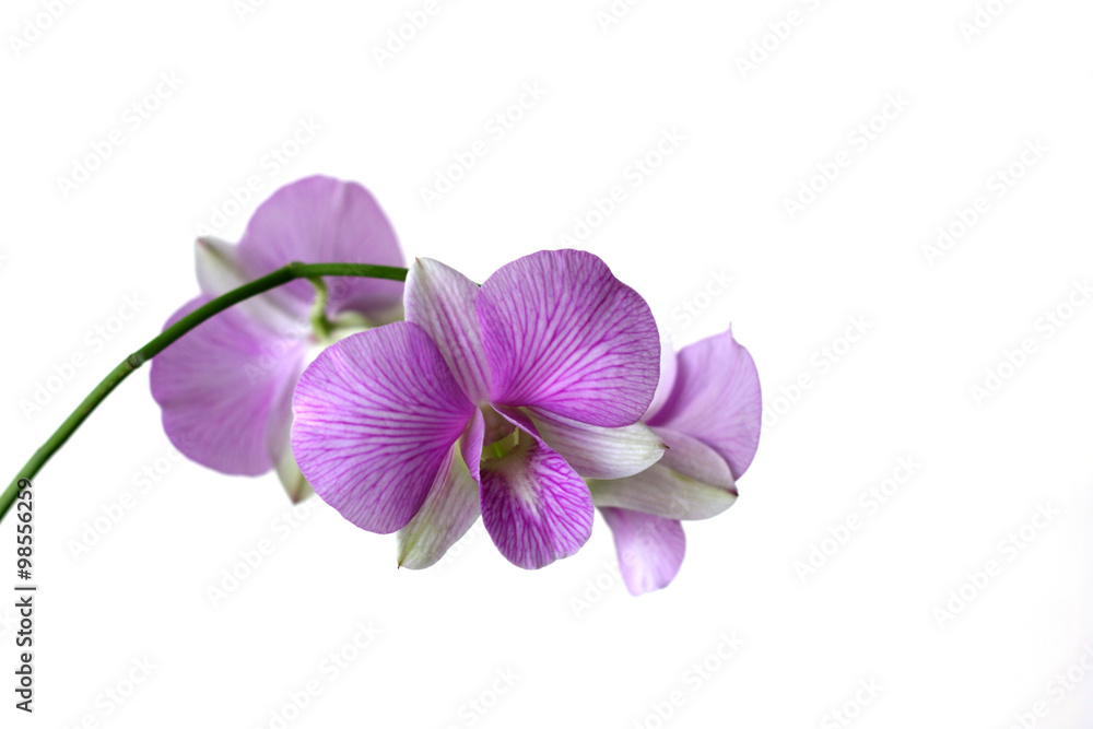Obraz premium Beautiful purple orchid on white background.