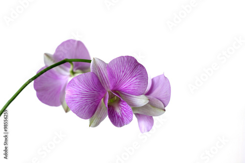 Beautiful purple orchid on white background.
