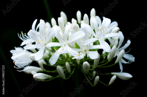 白い花のアガパンサス