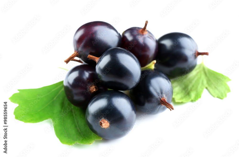 Fototapeta premium Wild black currant with green leaves isolated on white