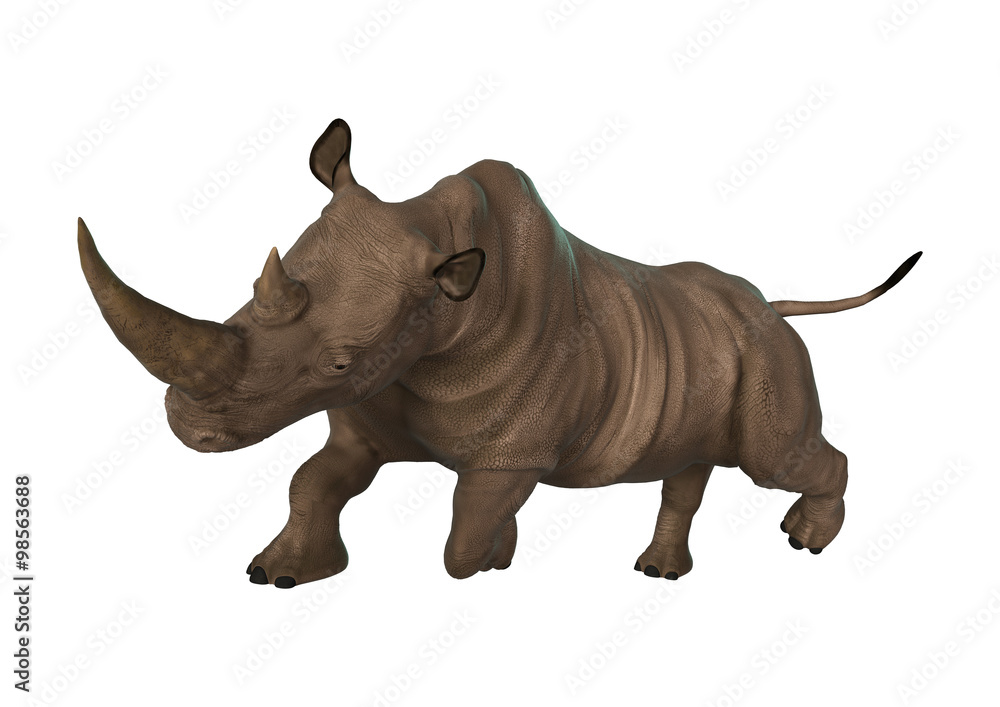 Fototapeta premium Wild Rhinoceros on White