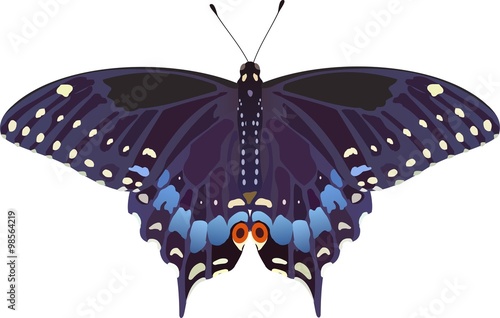 Eastern Black Swallowtail