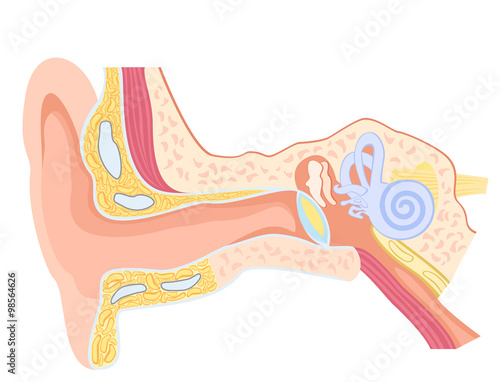 Anatomy of the human ear