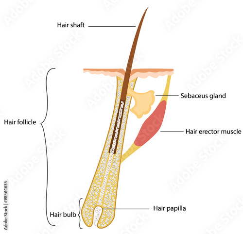 Human hair structure