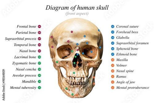 Human skull diagram