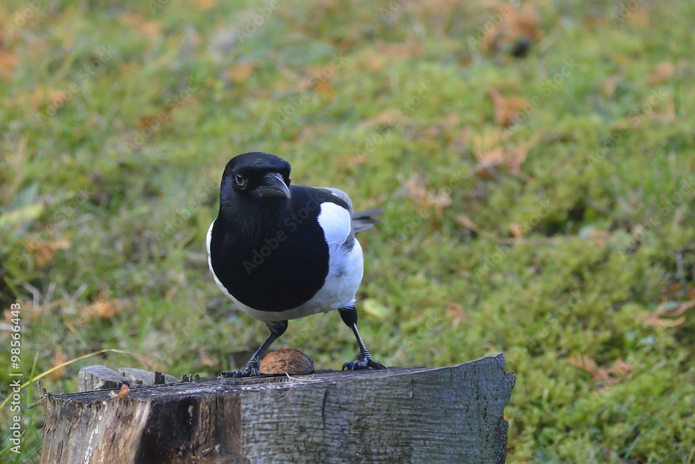 Fototapeta premium Elster