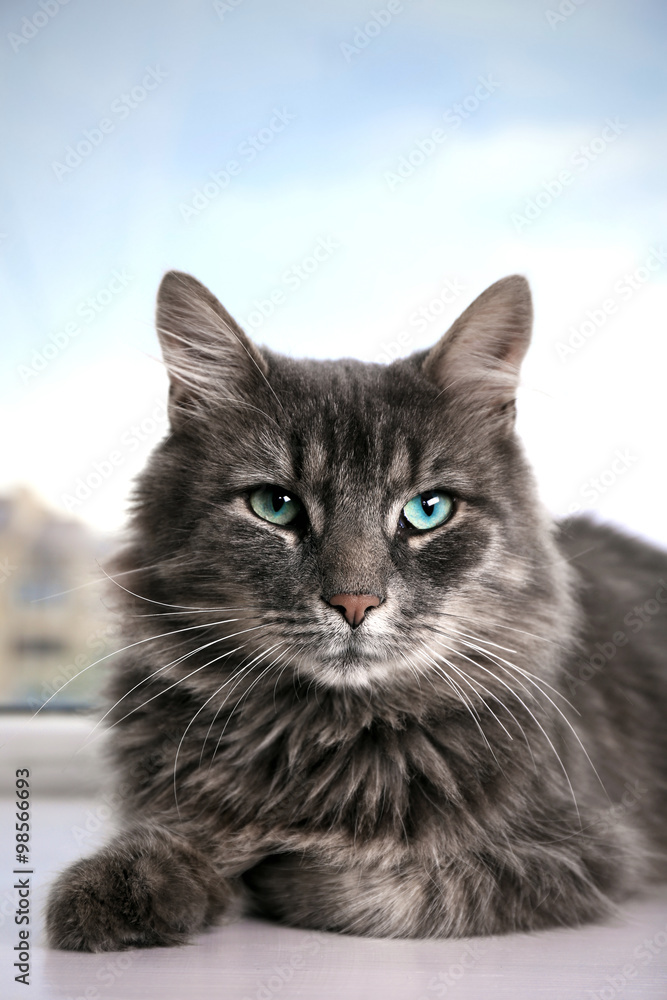 Obraz premium Beautiful grey cat lying on window board, close up