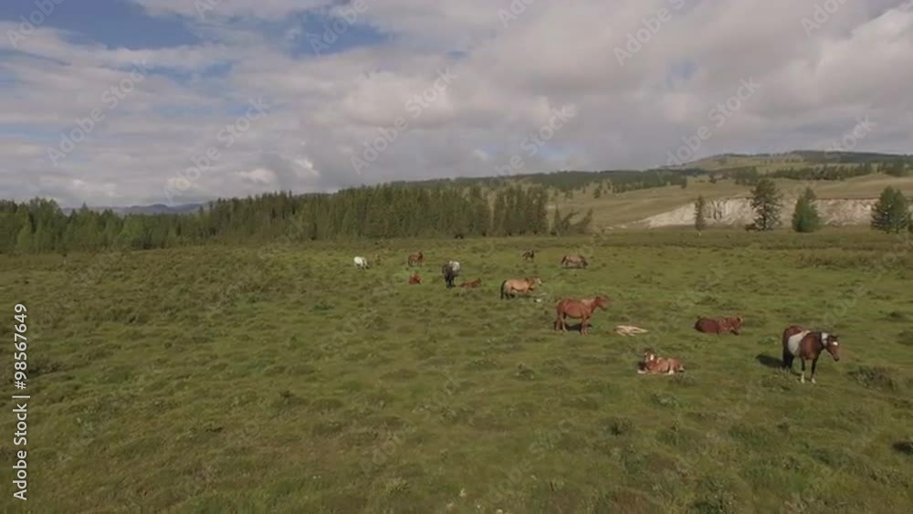 Horses on pasture Horses on pasture