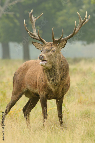 Red Deer - Rut Time.