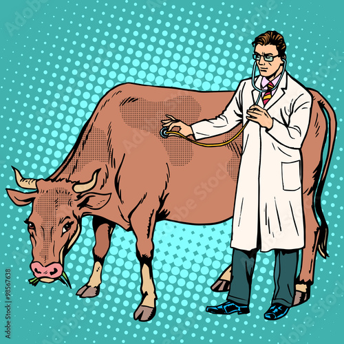 Veterinarian treats a cow farm animal medicine