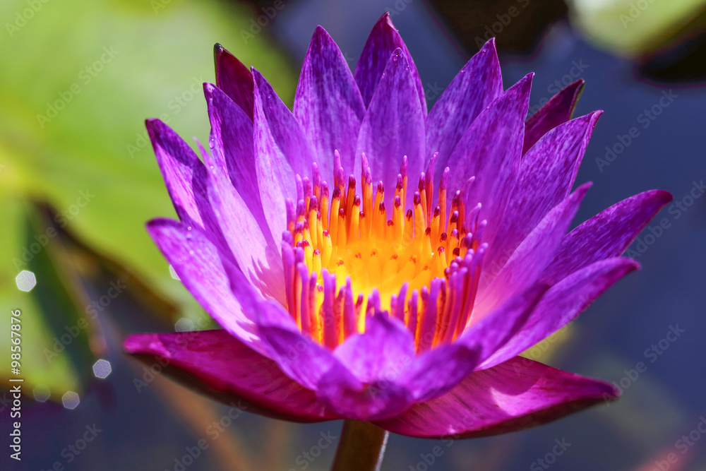 Violet Water Lily Flower Violet Water Lily Flower