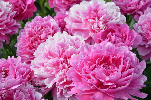 Many big pink peony flowers 