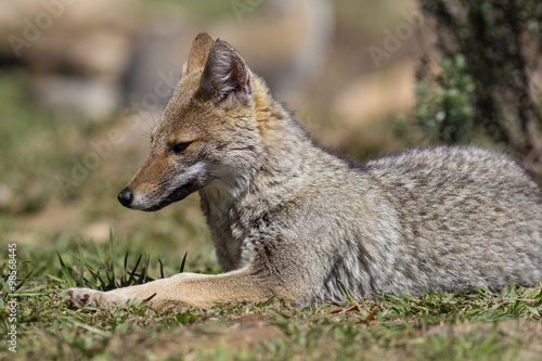 Graxaim, el Zorro de las Pampas (Pseudalopex gymnocercus)