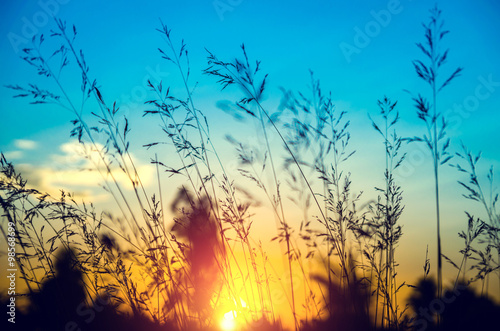 flower grass at relax morning time :soft focus , color filter nature background © slonme
