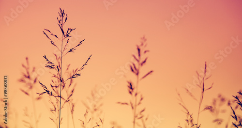 Fototapeta Naklejka Na Ścianę i Meble -  flower grass at relax morning time :soft focus , color filter