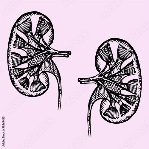 cross section of human kidneys, doodle style, sketch illustration, hand drawn, vector