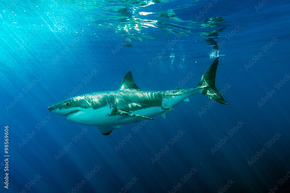 Fototapeta premium Great White shark ready to attack