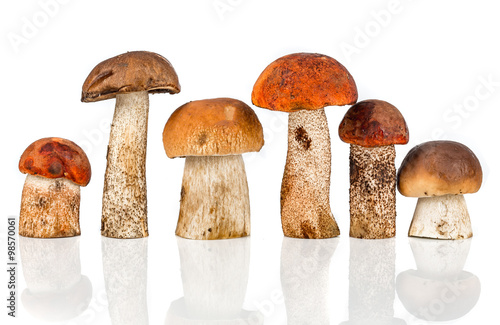 Orange-cap Boletus and porcini mushroom