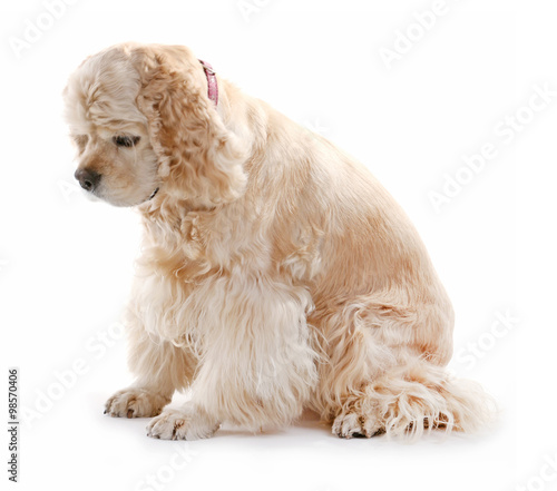 Obraz na płótnie American cocker spaniel isolated on white