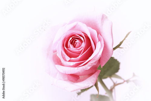 pink rose on a white background in retro style