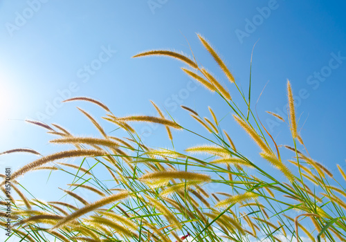 flower grass at relax morning time