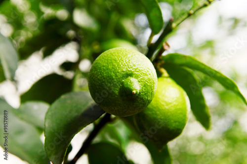 Fresh lime at the tree