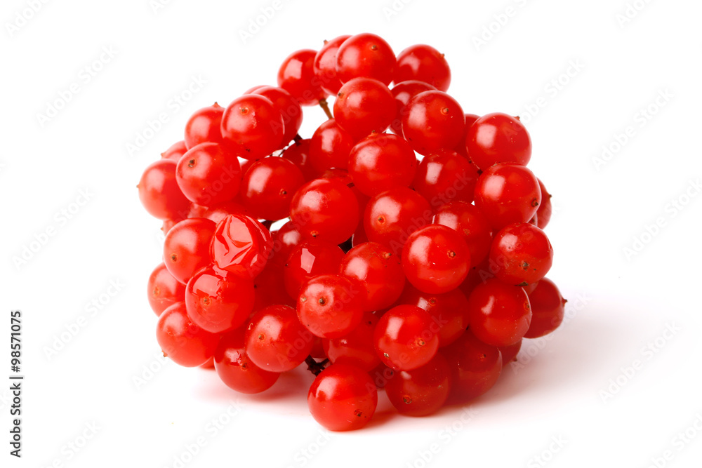 viburnum bunch isolated on a white background viburnum bunch isolated on a white background