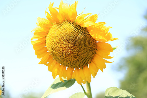 sunflower field spring summer