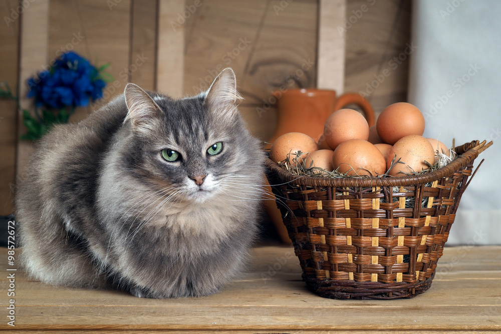 Можно коту яйцо. Серый кот в корзинке. Кошка ест сырое яйцо. Кошка с яйцами куриными.