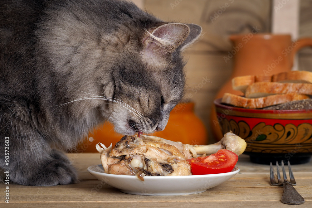 Кот ест курицу. Блюдо с курицей и нарезанными помидорами. Морда кота  крупно. Кот серый, большой. Виден язык. Stock Photo | Adobe Stock