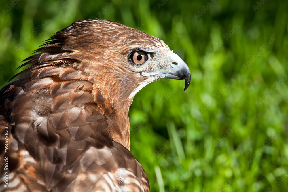 Red-Tailed Hawk Red-Tailed Hawk